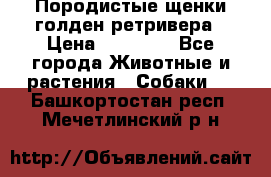 Породистые щенки голден ретривера › Цена ­ 25 000 - Все города Животные и растения » Собаки   . Башкортостан респ.,Мечетлинский р-н